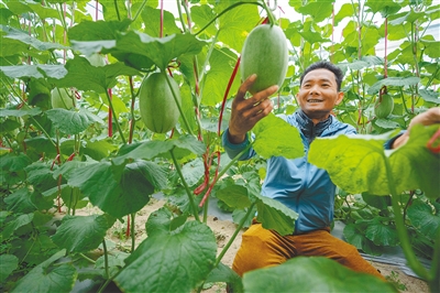 乐东哈密瓜种植面积7万亩，总产值40亿元