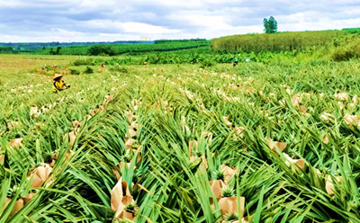 临高：开发高效特色农产品，提高经济产出效益