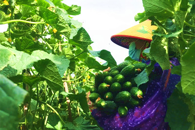 琼中什运乡瓜菜产量稳、质量高、销售旺