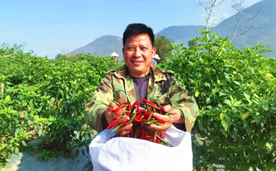 昌江朝天椒迎来收获季节，收购价每斤20元左右