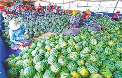 儋州市中和镇七里村六百多亩西瓜销往省内外市场