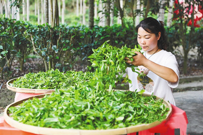 五指山毛纳村：茶农开始抱团发展，茶叶销往全国各地