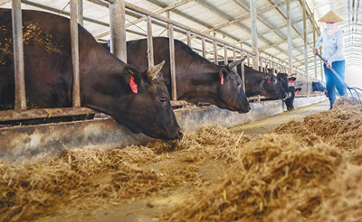 澄迈红光农场肉牛繁育示范基地带动合作社及农户发展