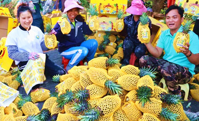 昌江好清村香水菠萝上市节，1.3万亩菠萝迎来丰收