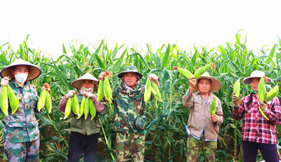 昌江尖岭村甜玉米迎来采收期，将打造代表品牌