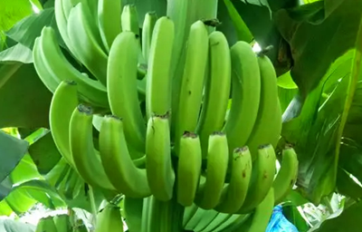 昌江十月田镇香蕉上市，将持续采收至8月