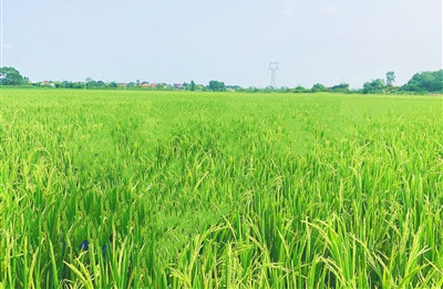 东方加快建设南繁水稻制种现代农业产业园