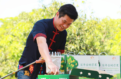 昌江青年打造百年古树芒果品牌，创建种源保护示范基地