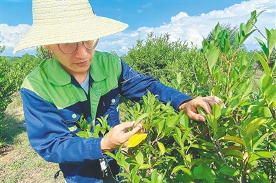 澄迈返乡创业大学生联合村民发展山柚油产业