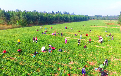 儋州海头地瓜丰收，种植户平均每亩增收2000元