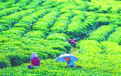 白沙茶叶成为农民走上致富路的“金叶子”