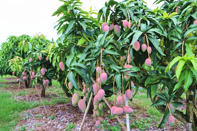 昌江：多渠道提升芒果市场竞争力，推动芒果产业提质增效