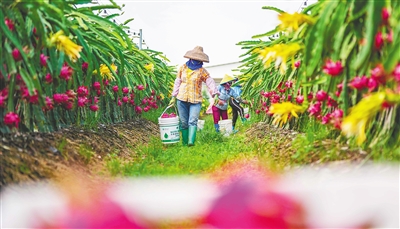 昌江尚岭农业用微生物发酵技术有机肥种植火龙果