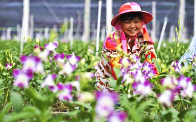 东方市乐妹村发展兰花产业实现农业增效、农民增收