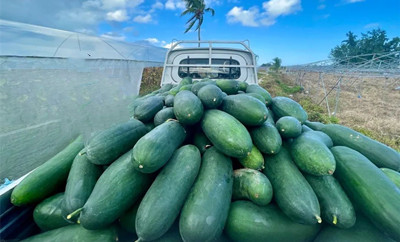 爱心企业帮助陵水农户解决瓜菜销售难题