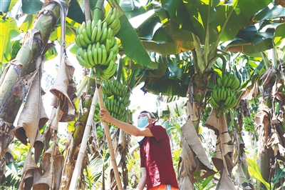 乐东抱由镇百余亩香蕉丰产30万斤香蕉缺人手采摘