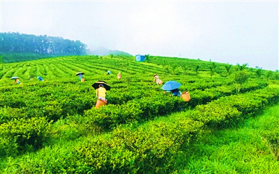 茶叶丰产季节，白沙各大产叶种植基地忙采摘