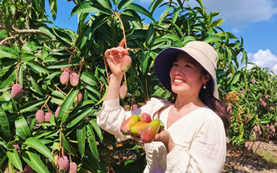 海南：计划三年建成芒果优势特色全产业链