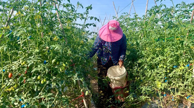 陵水大力发展冬季瓜菜生产计划种植冬季瓜菜11.8万亩