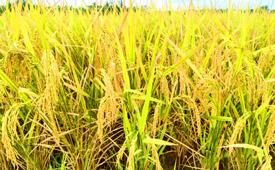 临高：杂交水稻示范点完成2022晚造目标亩产637.23公斤 