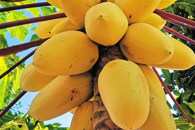 三亚：做好“新奇特优”热带水果品种引进选育种植文章