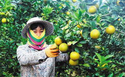 海南多地橙子进入成熟采摘期 果农忙采摘喜增收