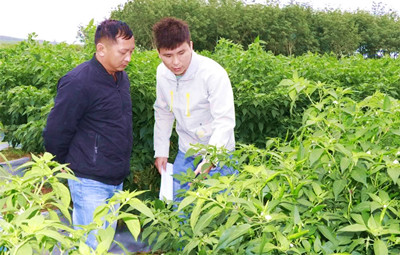 昌江县现代农业发展服务中心为种植户送上防寒技术