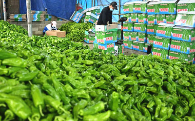 澄迈：辣椒、茄子等瓜菜大批量收获上市，好销岛内外