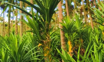 海南斑兰产业成为海南热带特色高效农业发展新力量