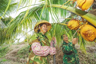 屯昌建设千亩农旅结合金椰子基地，带动村民就业增收