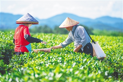 白沙绿茶进入采收繁忙季节