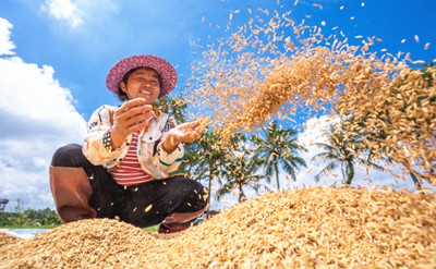 琼山福稻：原生态生长，品质优良的南方籼稻