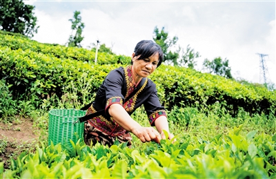 五指山：村民们收获着早春的茶青，也收获着春天的喜悦