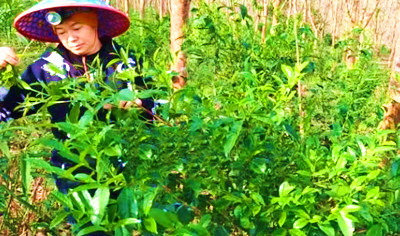白沙革新村发展制茶产业，努力打造雨林古树茶品牌