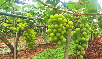 陵水阳光玫瑰葡萄丰收上市，成农民致富新增长点