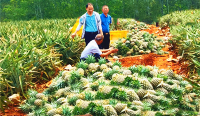 临高美香村种植金钻凤梨丰收，带动群众致富 