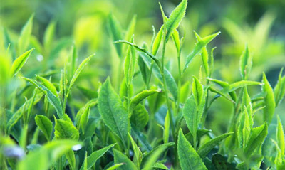 白沙：把茶产业打造成助农增收驰名品牌，打造中国好茶