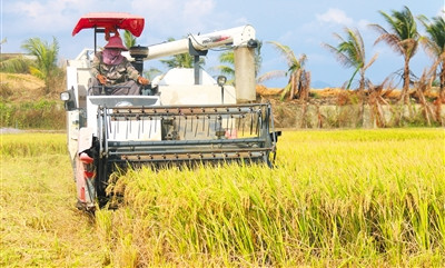 三亚杂交水稻高产技术集成项目首季平均亩产843.6公斤