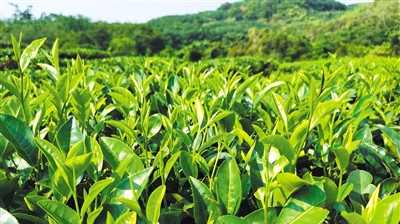 白沙茶产业“组合拳”出击，茶叶行情持续上涨
