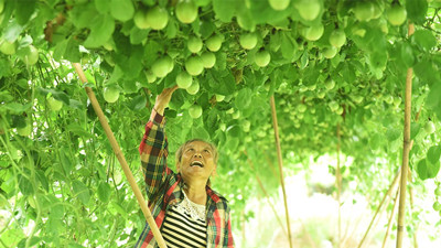 屯昌文旦村：撂荒地种上百香果 产值超百万元