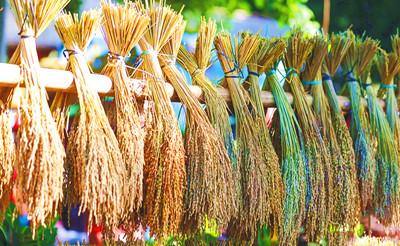 白沙黎族山兰稻作文化系统上榜中国重要农业文化遗产名单