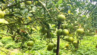 儋州和庆镇美万新村红橙采摘园正值采摘期