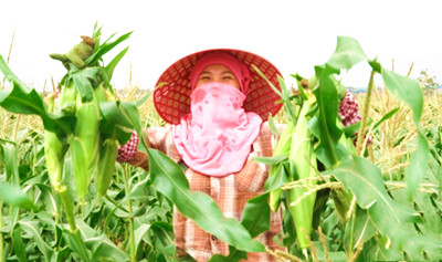 昌江乌烈镇甜玉米深受长三角和珠三角地区客户欢迎