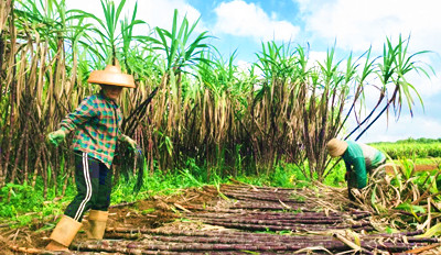 文昌古城村发展甘蔗种植产业，为乡村振兴赋能助力