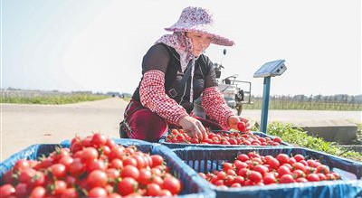 定安潭黎村圣女果迎来收获时节