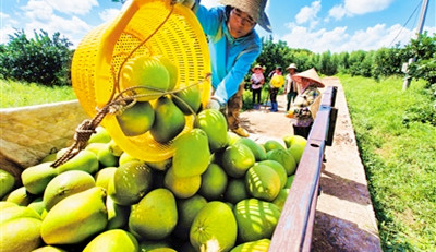 临高：柚子产业的发展也带动当地群众增收
