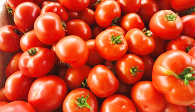文昌市长征村30亩西红柿迎来丰产季，急寻买家