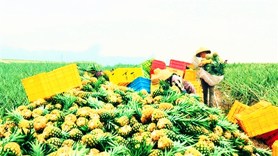 乐东尖峰镇金菠萝迎来丰收，销往北京、上海等地