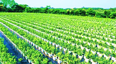 琼海市塔洋镇红庄村蓝莓种植基地迎来了成熟采摘季