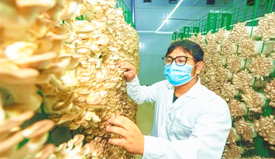 海垦东新推动一场一品建设，促进食用菌种植品牌化发展